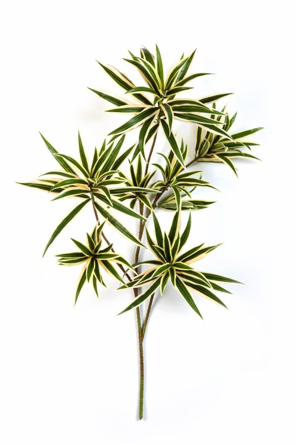 DRACAENA VARIEGATA REFLEXA SP - 141CM FIRE RESISTANT
