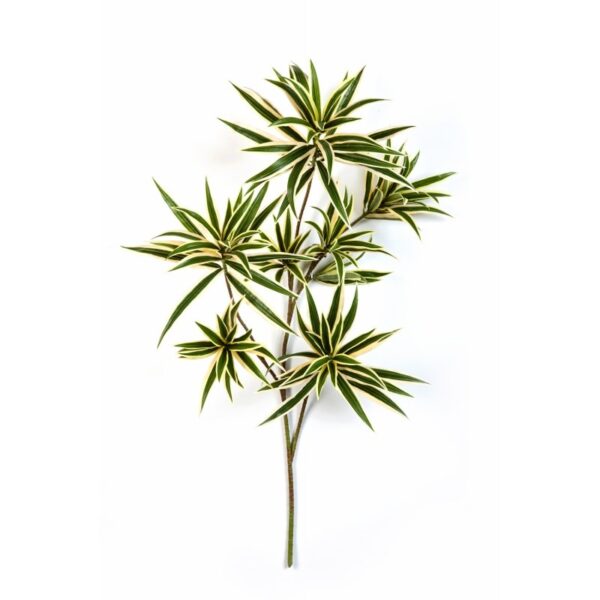 DRACAENA VARIEGATA REFLEXA SPRAY - 70CM
