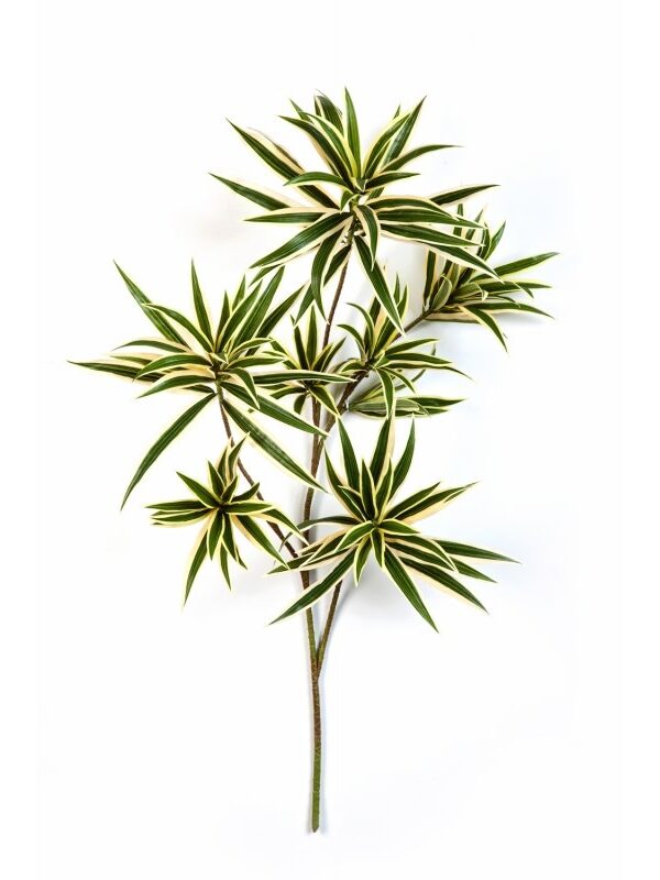 DRACAENA VARIEGATA REFLEXA SPRAY - 70CM
