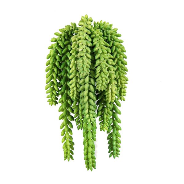 SEDUM MORGANIANUM - 1311CM FIRE RESISTANT