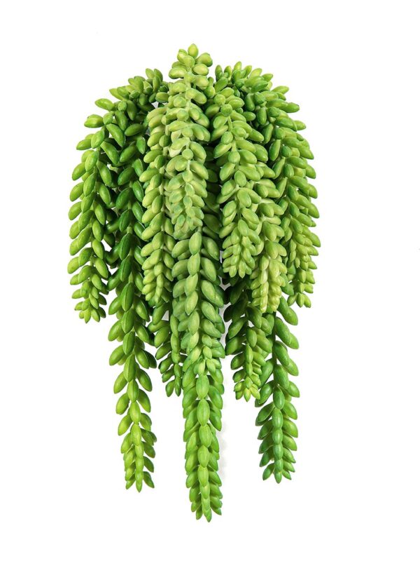 SEDUM MORGANIANUM - 1311CM FIRE RESISTANT