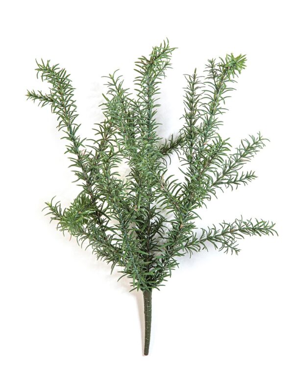 ROSEMARY WILD CESPUGLIO - 60CM UV RESISTENTE