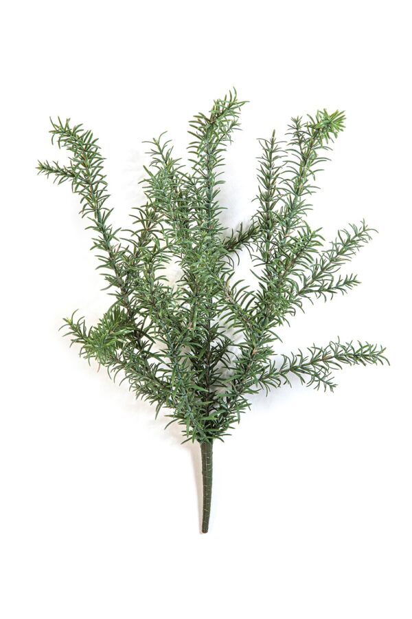 ROSEMARY WILD CESPUGLIO - 60CM UV RESISTENTE