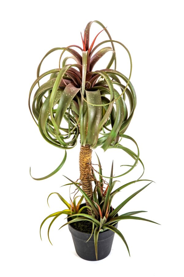 TILLANDSIA STREPTOPHYLLA W/ - 78CM