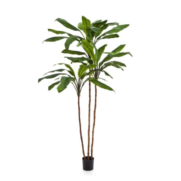 CORDYLINE FRUTICOSA TREE - 210CM