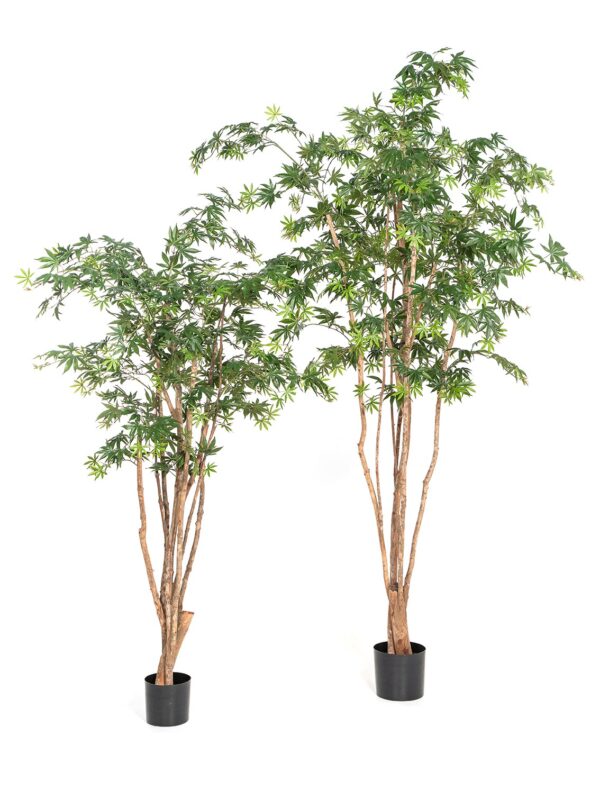 ACERO NATURAL WILD TRUNK - 180CM