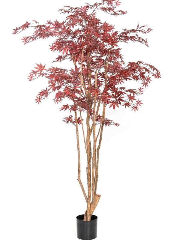 ACERO NATURAL WILD TRUNK - 180CM