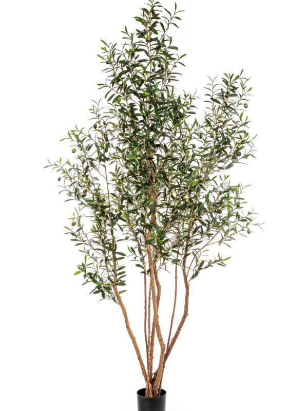 OLIVE TREE W/FR WILD TRU - 220CM
