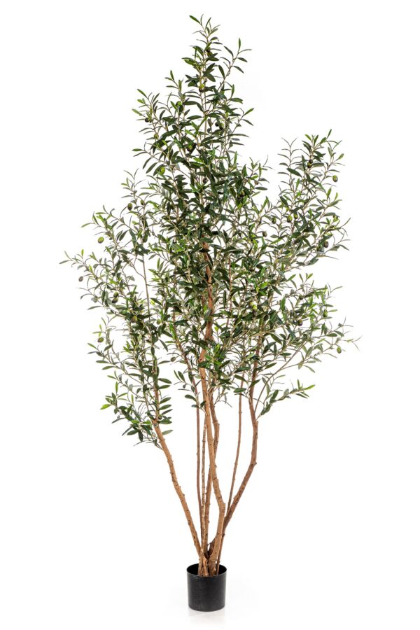 OLIVE TREE W/FR WILD TRU - 220CM