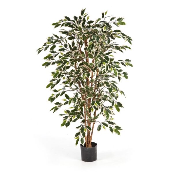 FICUS NITIDA VARIEGATA - 210CM