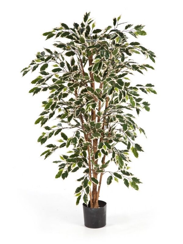 FICUS NITIDA VARIEGATA - 120CM