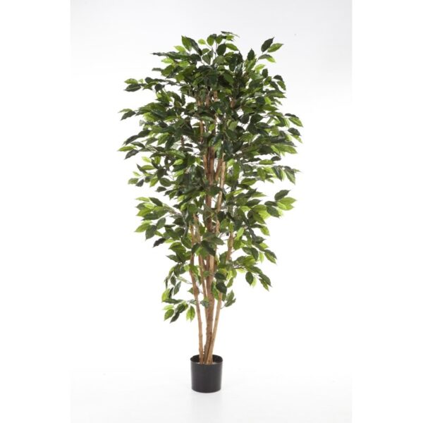 FICUS NITIDA - 210CM
