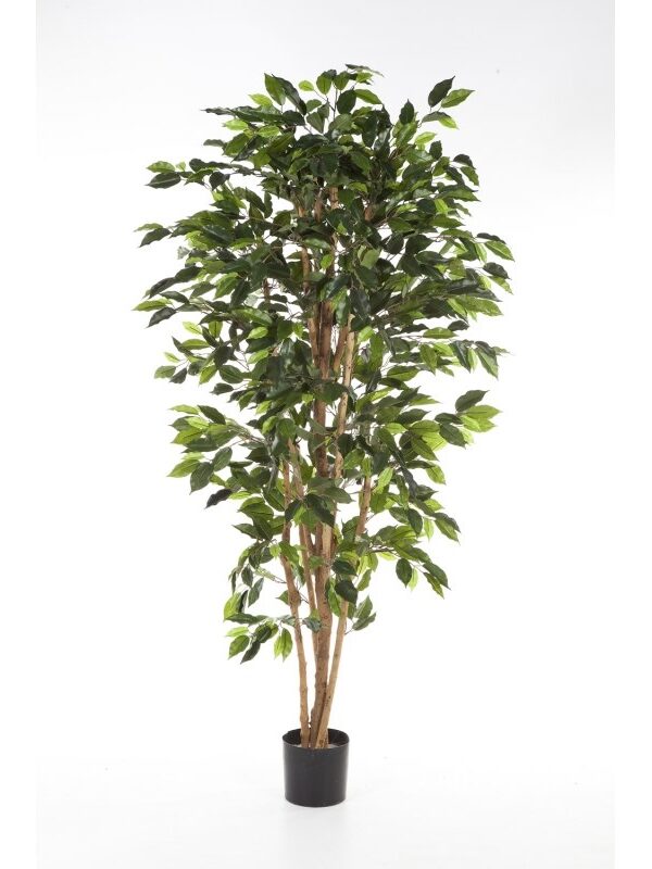 FICUS NITIDA - 120CM
