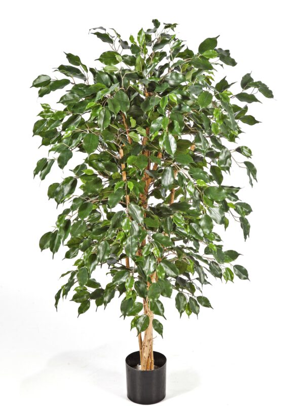 FICUS NITIDA EXOTICA - 150CM