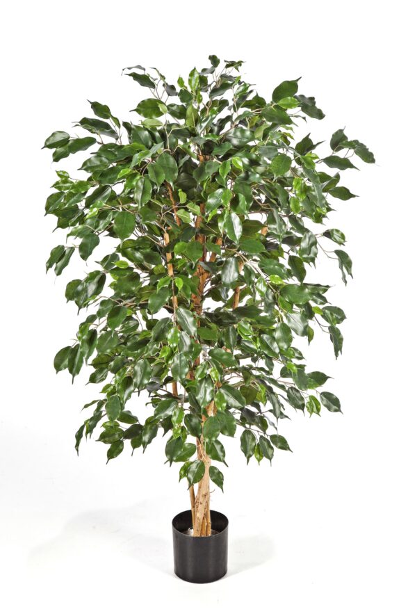 FICUS NITIDA EXOTICA - 150CM