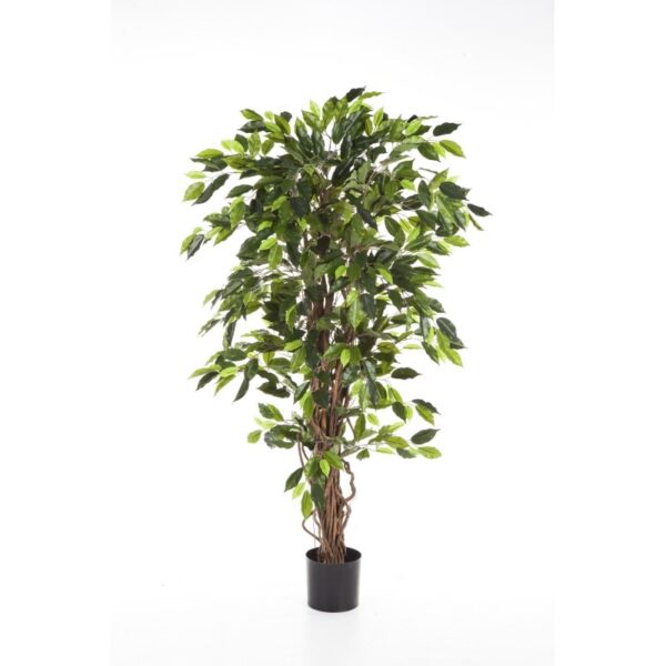 FICUS LIANA - 180CM