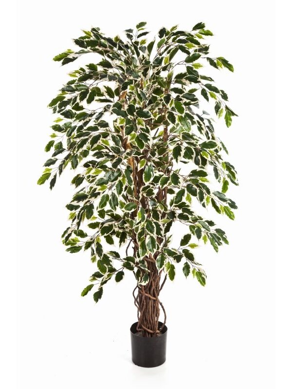 FICUS LIANA VARIEGATA - 120CM