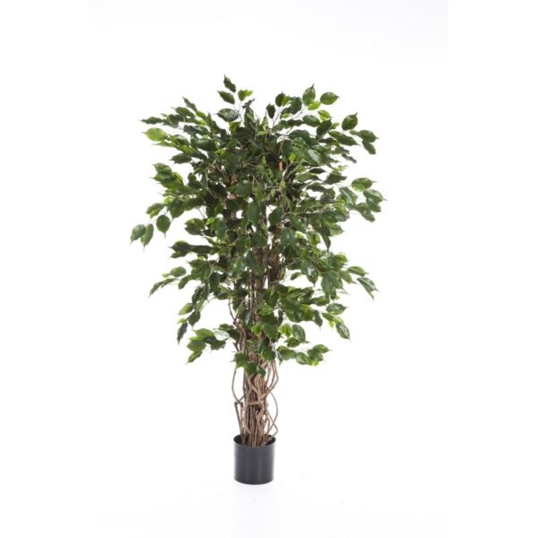 FICUS LIANA EXOTICA - 180CM