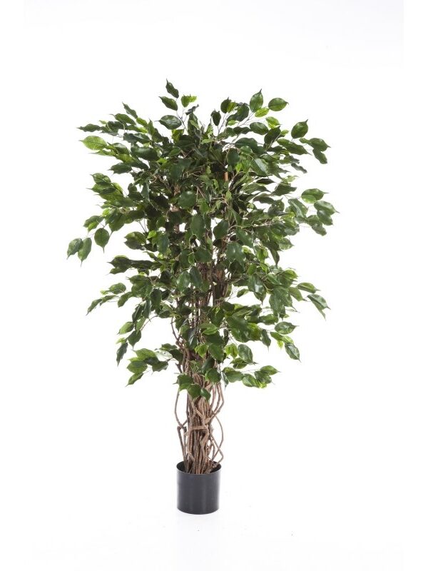FICUS LIANA EXOTICA - 150CM