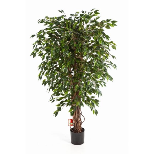 FICUS LIANA HAWAIIAN - 90CM