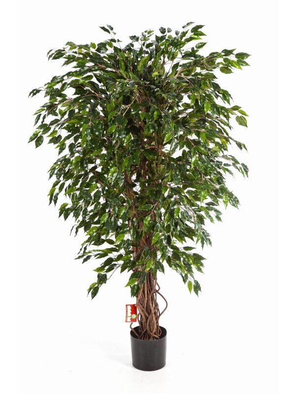 FICUS LIANA HAWAIIAN - 90CM