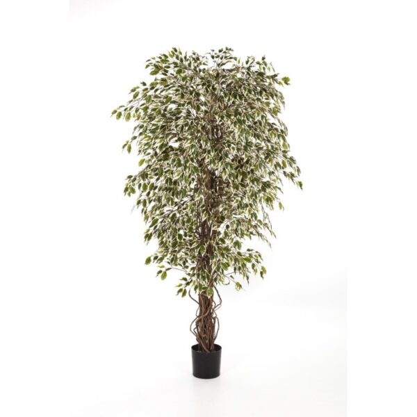 FICUS LIANA VARIEGATA-HAWAI - 120CM