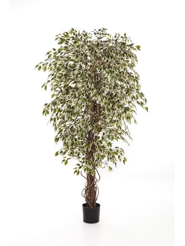 FICUS LIANA VARIEGATA HAW - 90CM