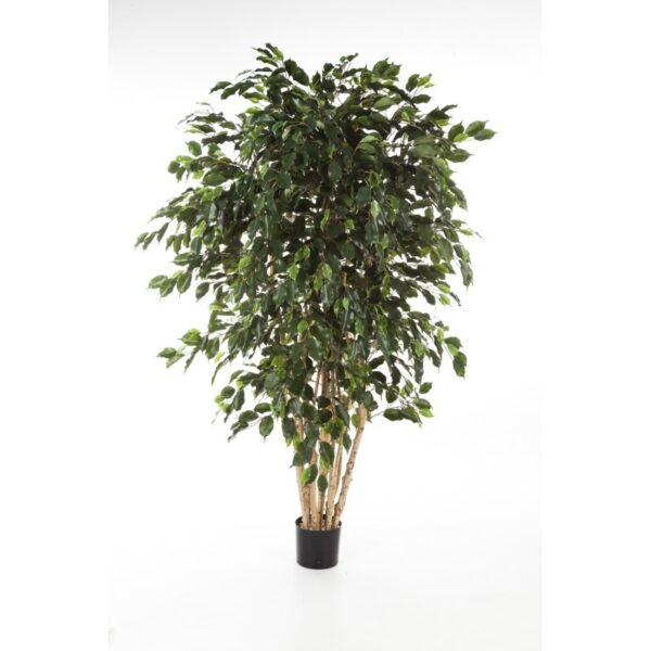 FICUS EXOTICA MULTI TRUN - 180CM