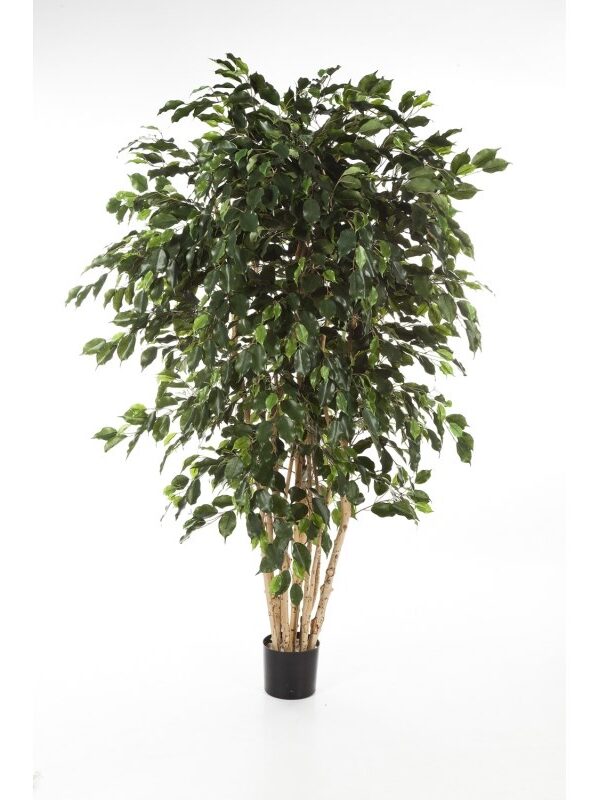 FICUS EXOTICA MULTI TRUN - 180CM