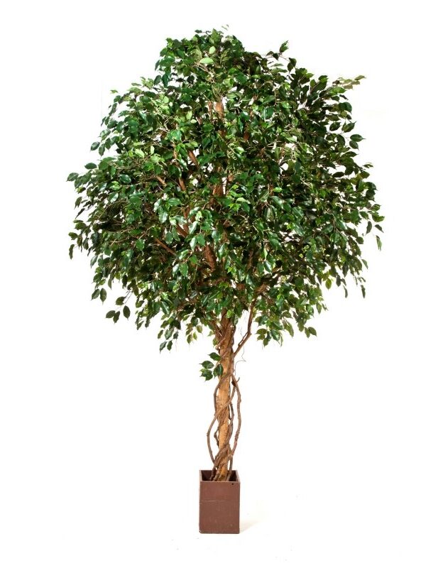 FICUS EXOTICA GIANT TREE - 315CM