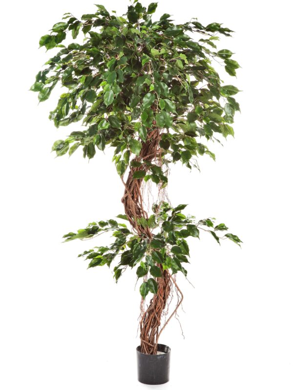 FICUS CORKSCREW EXOTICA - 180CM