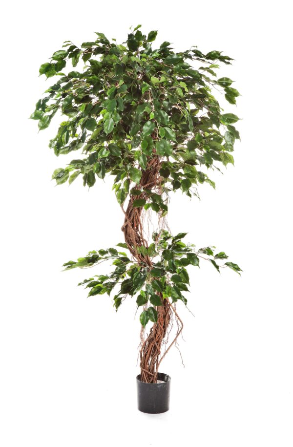 FICUS CORKSCREW EXOTICA - 180CM