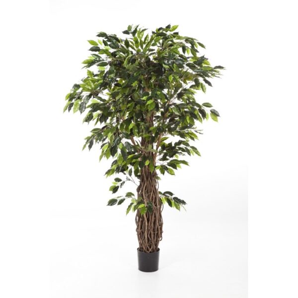 FICUS LIANA DE LUXE - 240CM