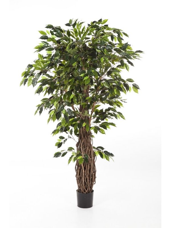 FICUS LIANA DE LUXE - 150CM