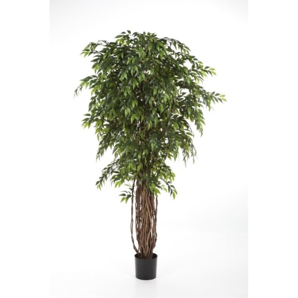 FICUS LIANA FRENCH DE LUXE - 210CM