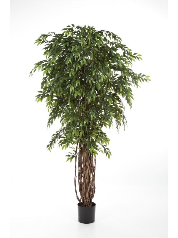 FICUS LIANA FRENCH DE LUXE - 150CM