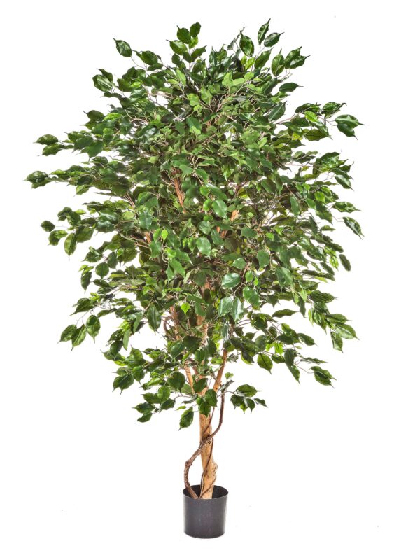 FICUS DELUXE EXOTICA TRE - 150CM