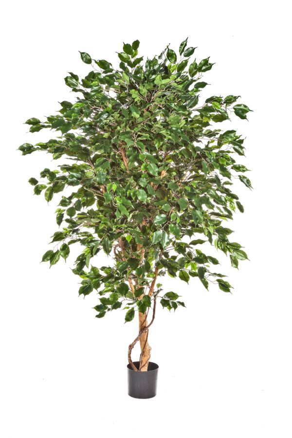 FICUS DELUXE EXOTICA TRE - 210CM