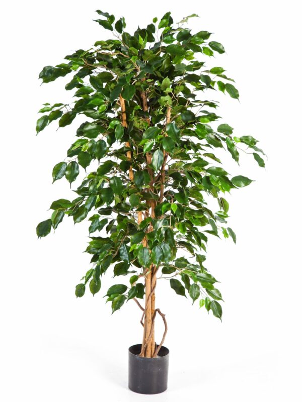 FICUS EXOTICA - 120CM
