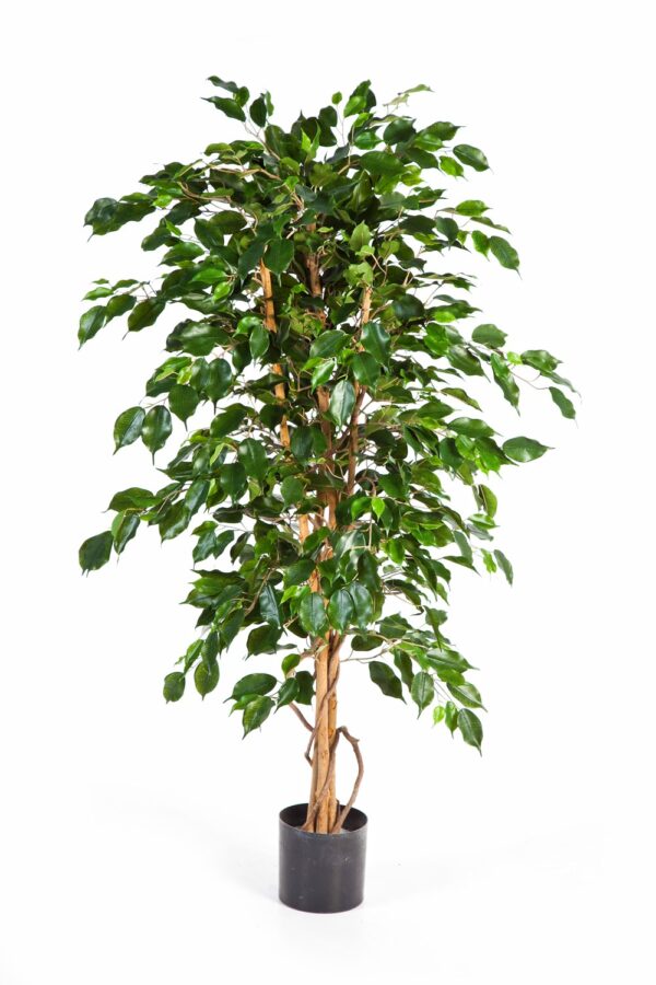 FICUS EXOTICA - 210CM
