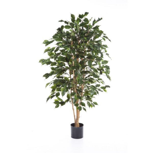 FICUS EXOTICA - 120CM FIRE RESISTANT