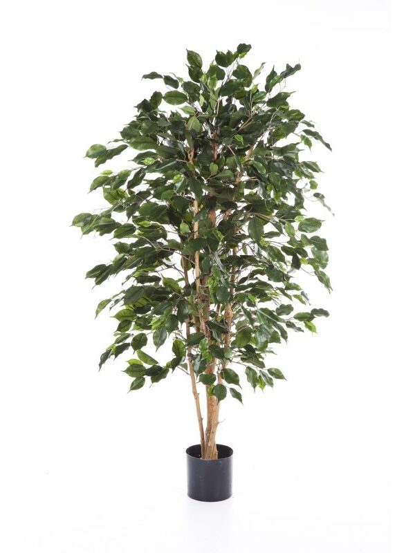 FICUS EXOTICA - 120CM FIRE RESISTANT