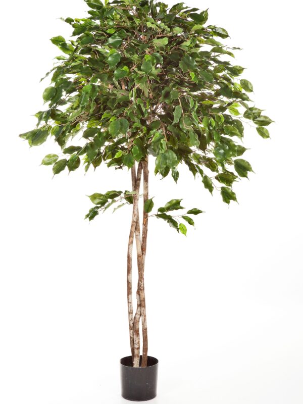 FICUS EXOTICA UMBRELLA - 150CM