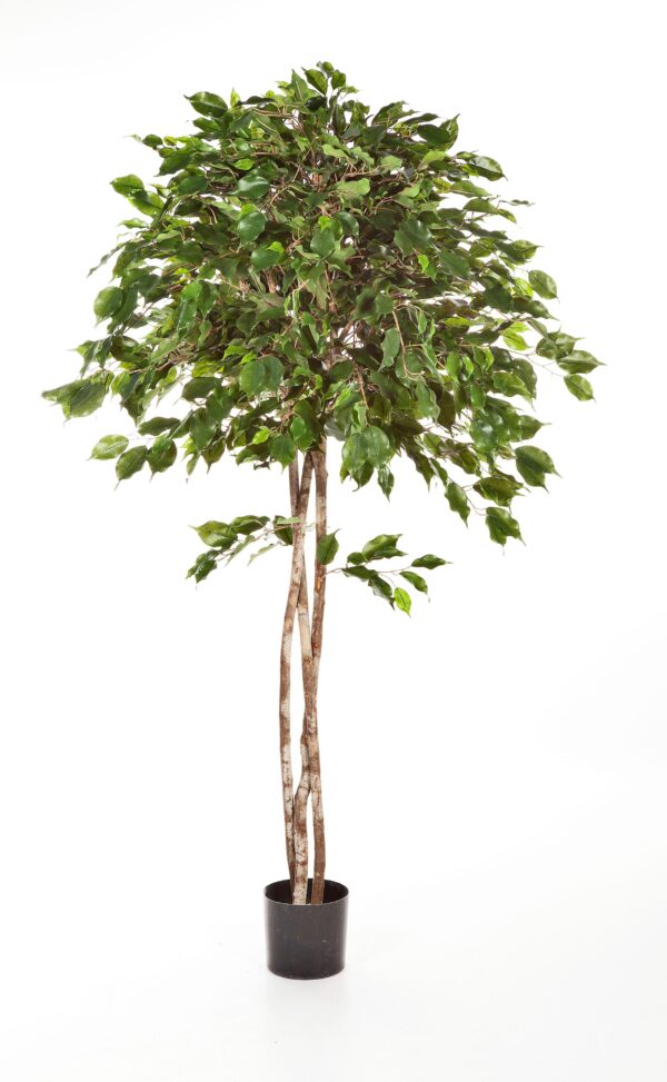FICUS EXOTICA UMBRELLA - 180CM