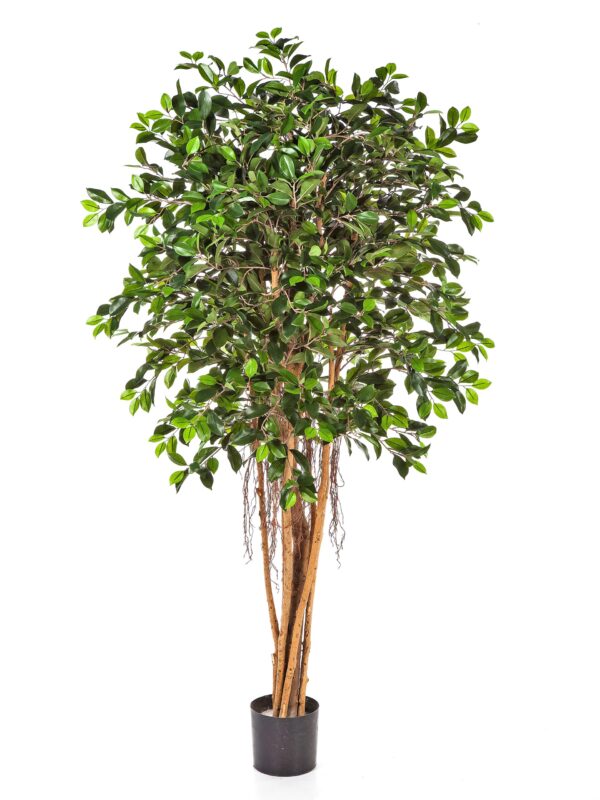 FICUS RETUSA - 150CM