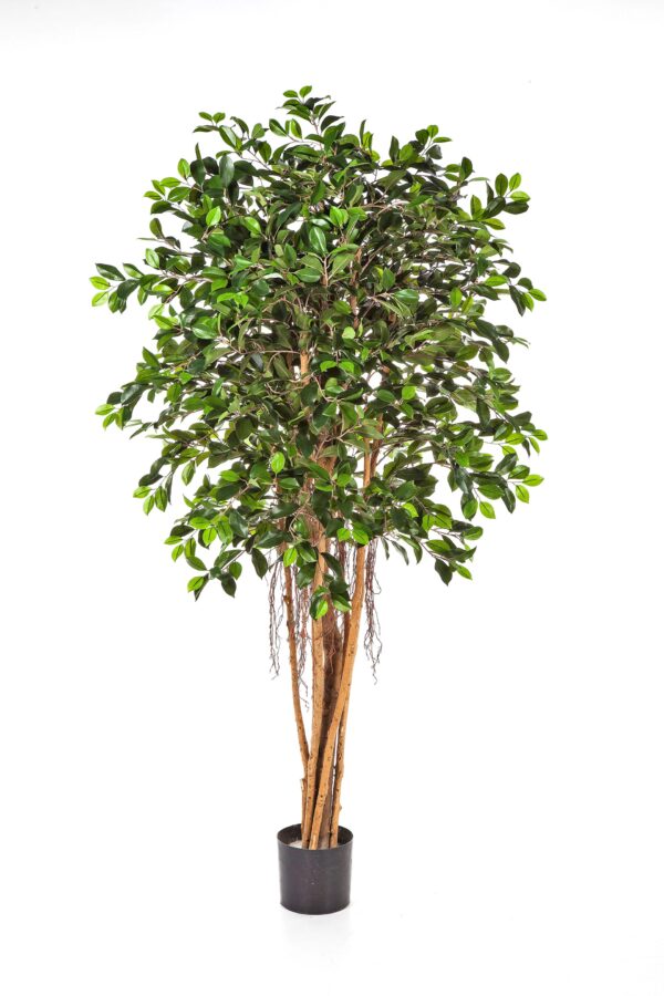 FICUS RETUSA - 210CM