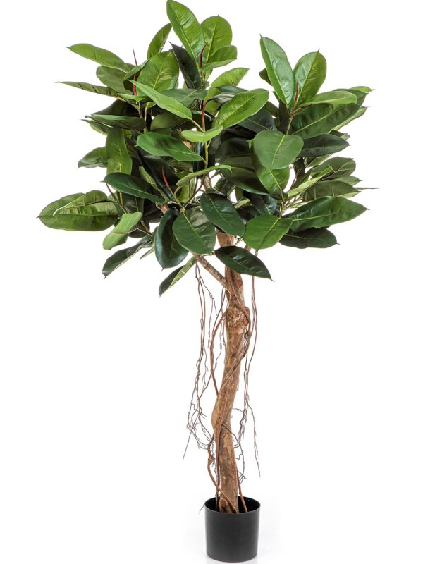 FICUS ELASTICA ROOT TREE - 155CM
