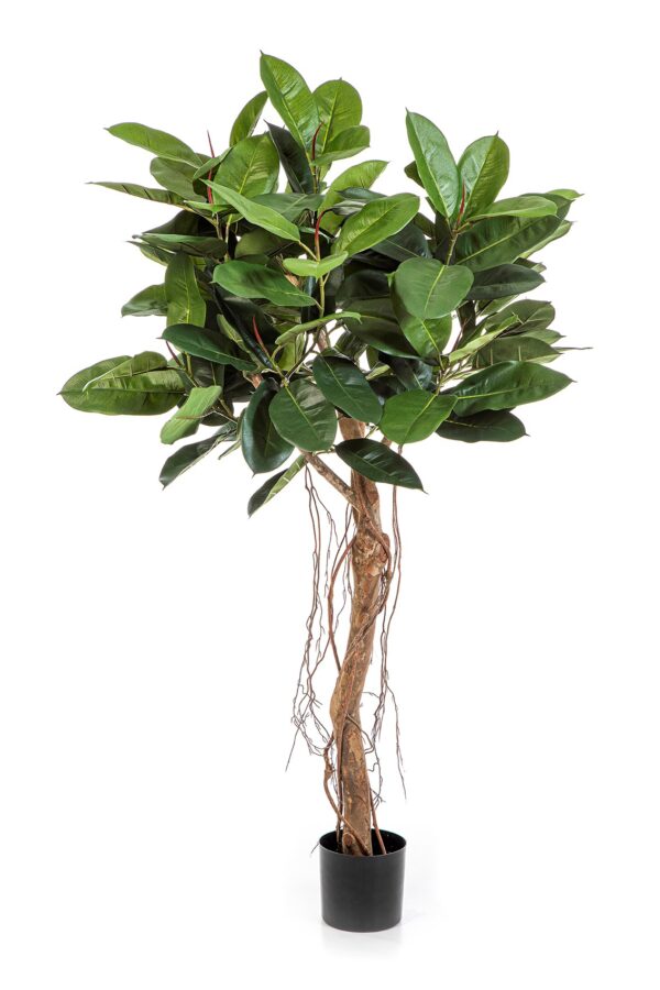 FICUS ELASTICA ROOT TREE - 155CM