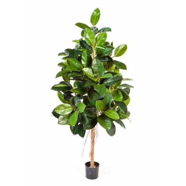 FICUS ELASTICA - 140CM