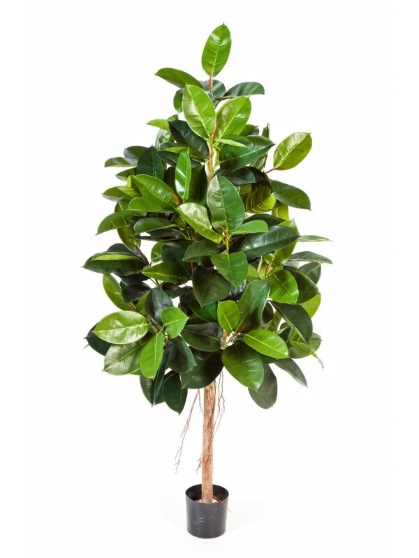 FICUS ELASTICA - 140CM